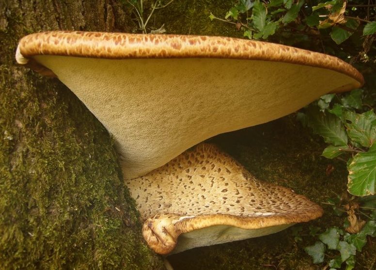 Съедобные и несъедобные грибы: ТОП-60 видов грибов с описанием #31