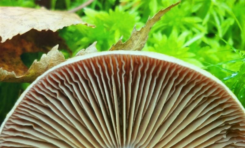 Съедобные и несъедобные грибы: ТОП-60 видов грибов с описанием #32