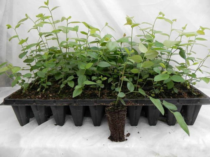 Голубика: инструкция как посадить и вырастить голубику на даче в 2023году #22