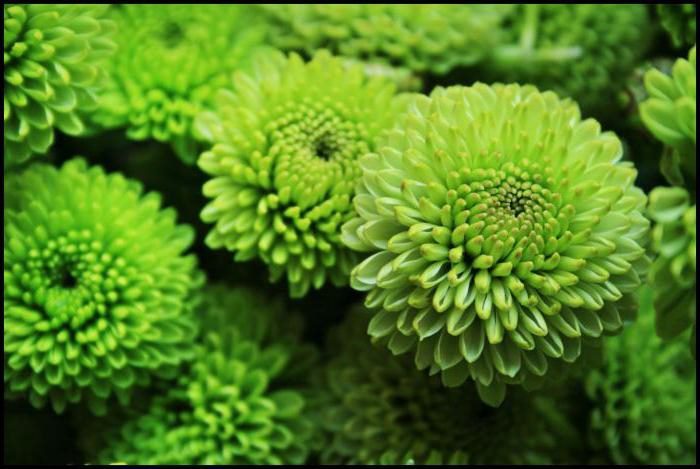 ТОП-20 красивых растений с зелеными цветками (фото и названиями) #18