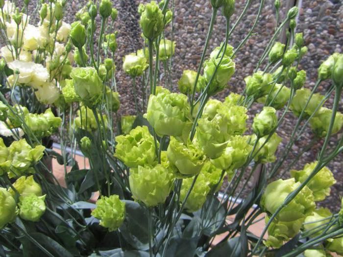 ТОП-20 красивых растений с зелеными цветками (фото и названиями) #24