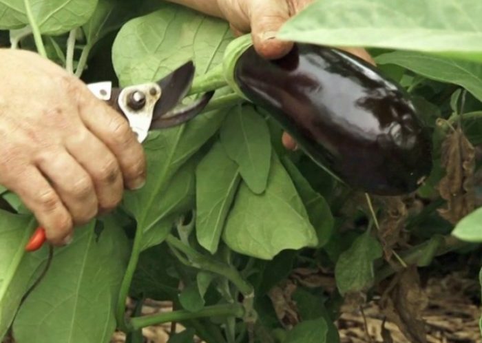 Выращивание баклажанов: пошаговая инструкция (от А до Я с видео) #40