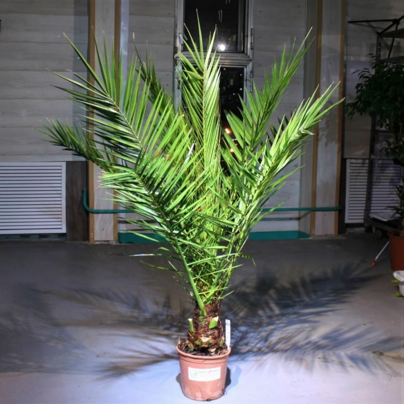 Финиковая пальма: ТОП-85 фото видов с описанием (как вырастить финик из косточки) #29