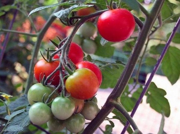 ТОП-25 лучших детерминантных сортов томатов (рейтинг на 2023 год) #15