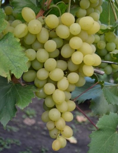 ТОП-33 Самых вкусных сортов винограда 2023 (+фото и описание) #14