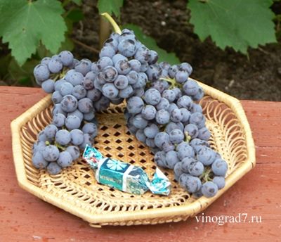 ТОП-33 Самых вкусных сортов винограда 2023 (+фото и описание) #20