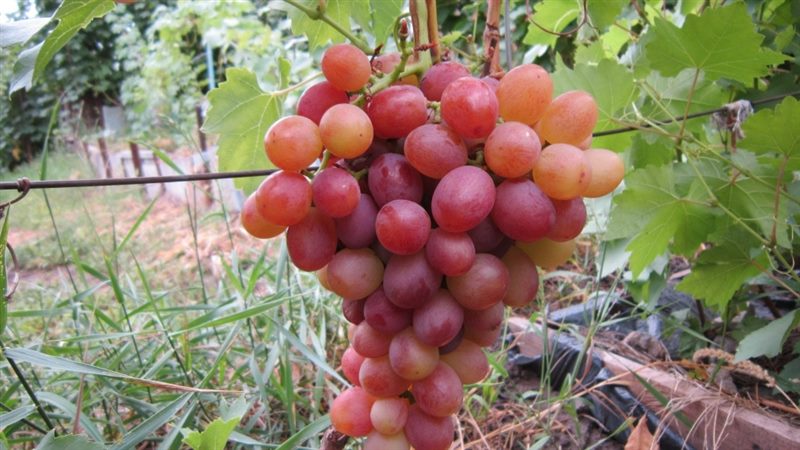 ТОП-33 Самых вкусных сортов винограда 2023 (+фото и описание) #7