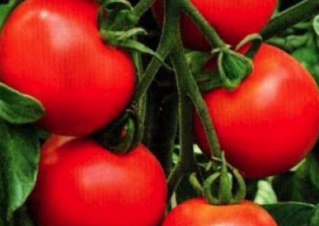 ТОП-25 лучших детерминантных сортов томатов (рейтинг на 2023 год) #20