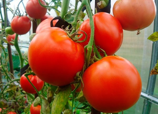 ТОП-55 лучших сортов томатов 2023 (для теплиц и открытого грунта) #104