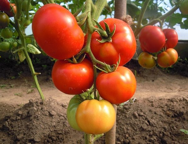 ТОП-55 лучших сортов томатов 2023 (для теплиц и открытого грунта) #105