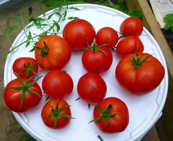 ТОП-55 лучших сортов томатов 2023 (для теплиц и открытого грунта) #102