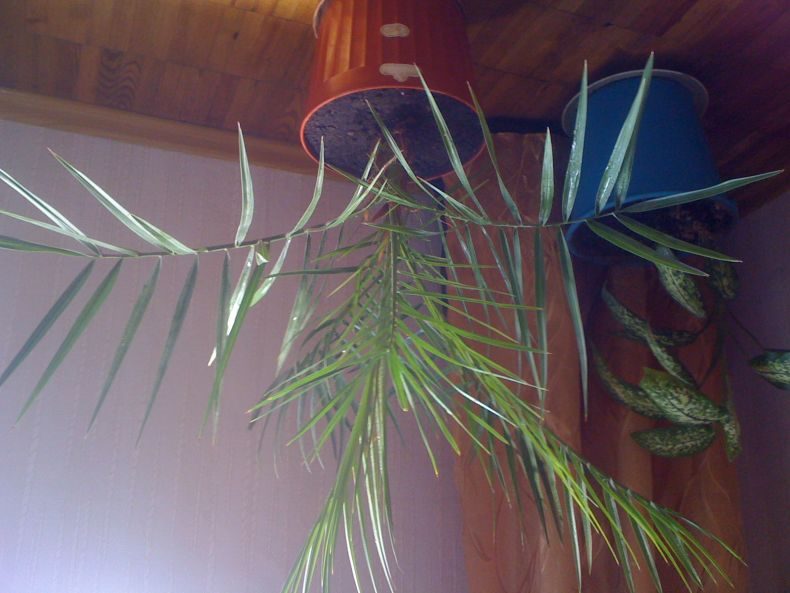 Финиковая пальма: ТОП-85 фото видов с описанием (как вырастить финик из косточки) #33