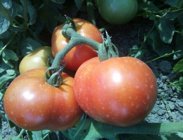 ТОП-25 лучших детерминантных сортов томатов (рейтинг на 2023 год) #24