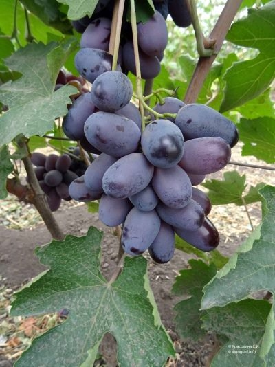ТОП-33 Самых вкусных сортов винограда 2023 (+фото и описание) #16
