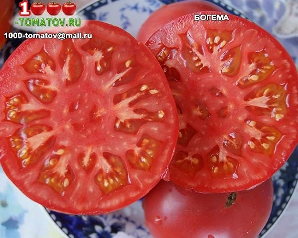 ТОП-55 лучших сортов томатов 2023 (для теплиц и открытого грунта) #99