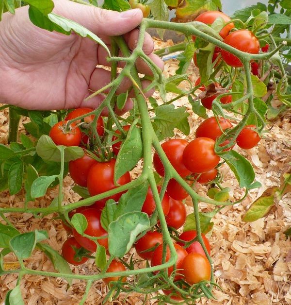 ТОП-55 лучших сортов томатов 2023 (для теплиц и открытого грунта) #100