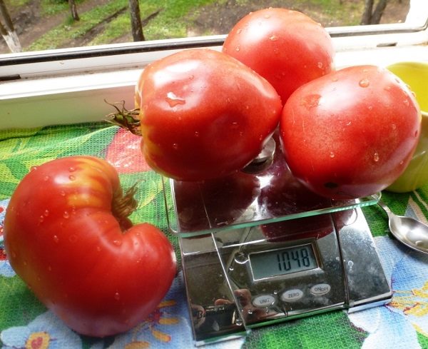 ТОП-55 лучших сортов томатов 2023 (для теплиц и открытого грунта) #97