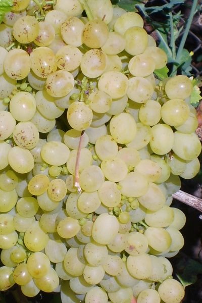 ТОП-33 Самых вкусных сортов винограда 2023 (+фото и описание) #26