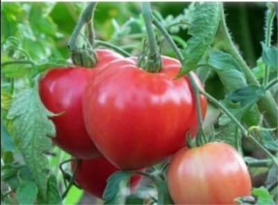 ТОП-25 лучших детерминантных сортов томатов (рейтинг на 2023 год) #12
