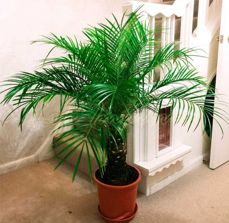 Финиковая пальма: ТОП-85 фото видов с описанием (как вырастить финик из косточки) #20