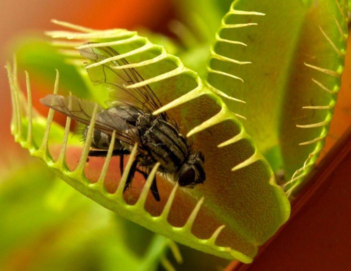 Венерина мухоловка (Дионея): 95+ фото видов (уход и выращивание дома) #2