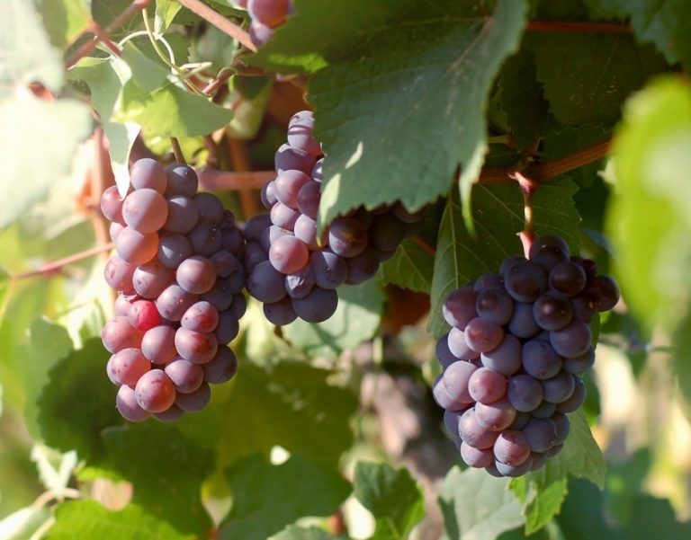 ТОП-33 Самых вкусных сортов винограда 2023 (+фото и описание) #12