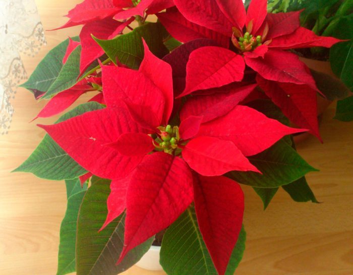 Пуансетия (рождественская звезда): описание сортов, уход, выращивание и обрезка дома #8