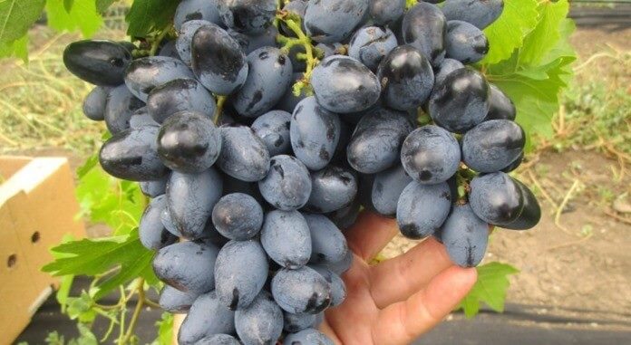 ТОП-33 Самых вкусных сортов винограда 2023 (+фото и описание) #21