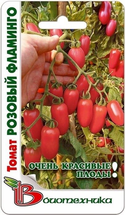 ТОП-55 лучших сортов томатов 2023 (для теплиц и открытого грунта) #32