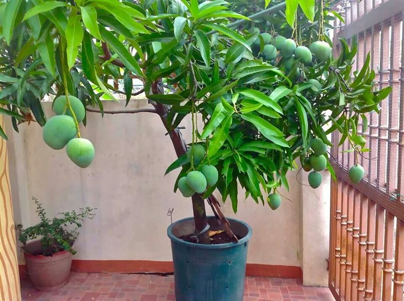 Как вырастить манго из косточки в домашних условиях (подробная инструкция) #7