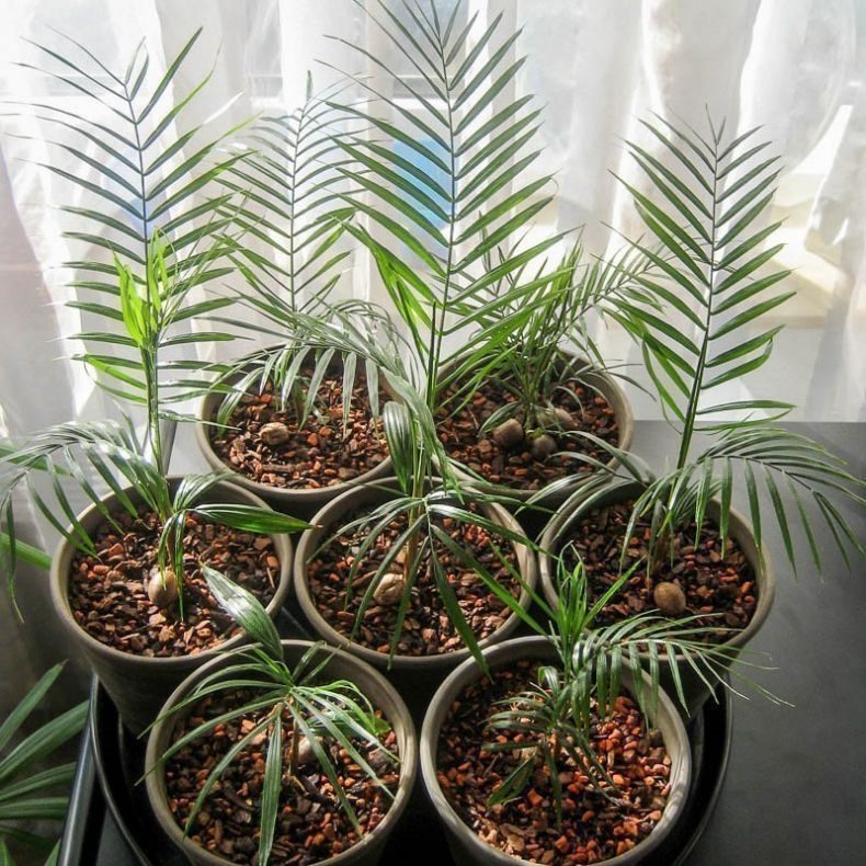 Финиковая пальма: ТОП-85 фото видов с описанием (как вырастить финик из косточки) #27