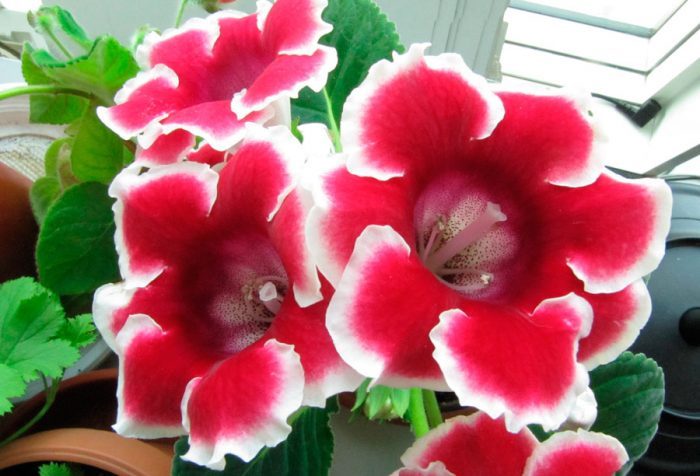 Глоксиния: (95+ фото), выращивание и уход за цветком в домашних условиях #4