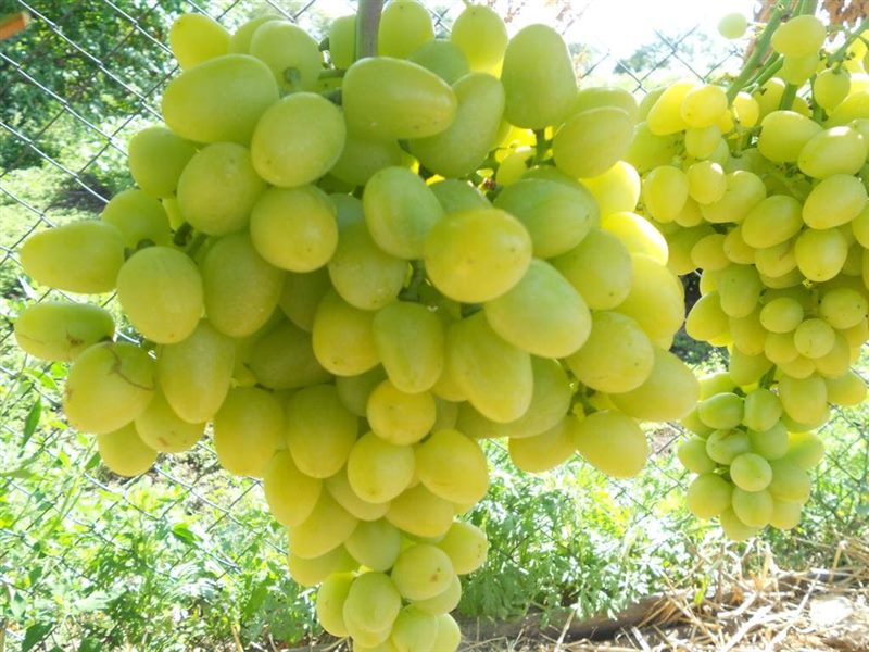 ТОП-33 Самых вкусных сортов винограда 2023 (+фото и описание) #18