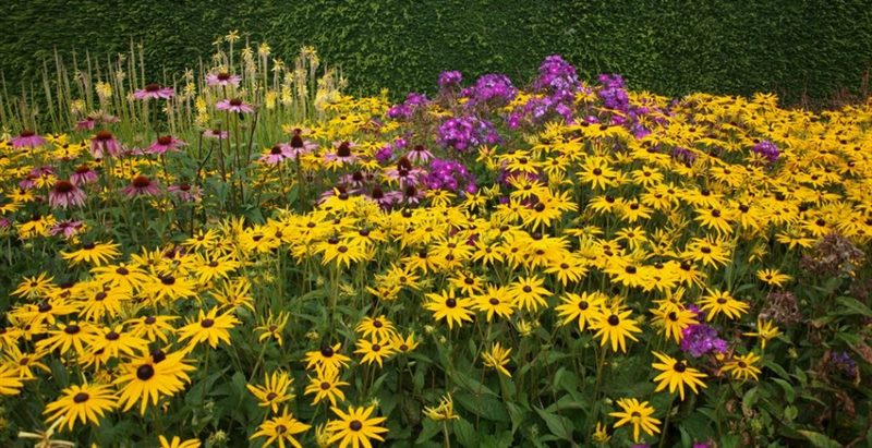 ТОП-50 Лучших осенних цветов для сада (фото и названия) #5