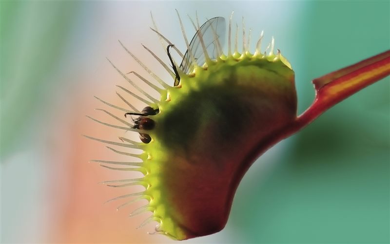 Венерина мухоловка (Дионея): 95+ фото видов (уход и выращивание дома) #9