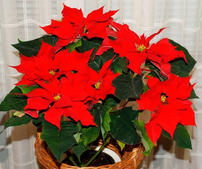 Пуансетия (рождественская звезда): описание сортов, уход, выращивание и обрезка дома #9