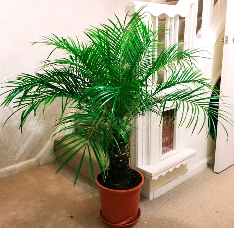 Финиковая пальма: ТОП-85 фото видов с описанием (как вырастить финик из косточки) #28
