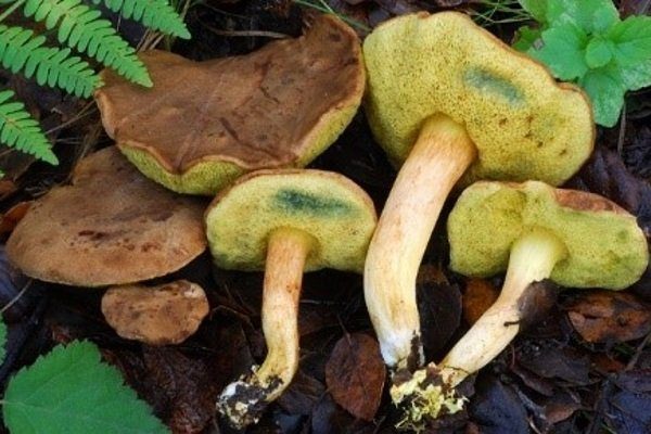 Съедобные и несъедобные грибы: ТОП-60 видов грибов с описанием #6