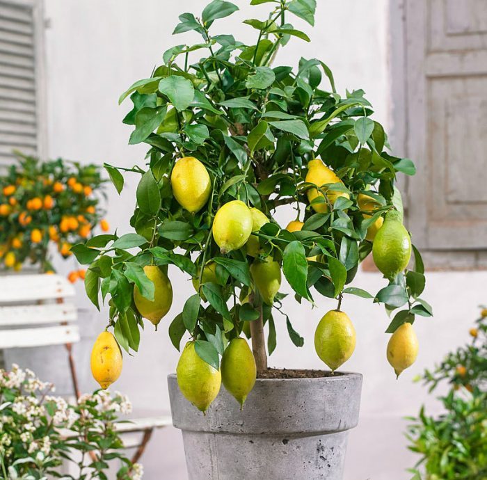 Лимонное дерево: (ТОП-75 фото), уход и выращивание в домашних условиях #8