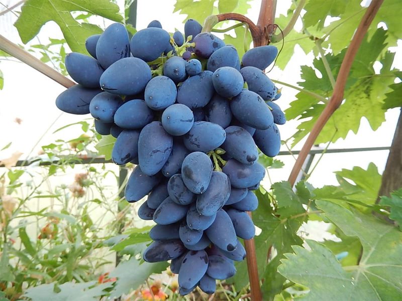 ТОП-33 Самых вкусных сортов винограда 2023 (+фото и описание) #25