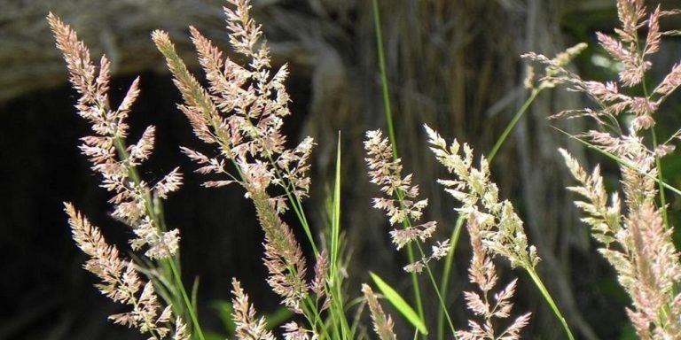 ТОП-50 красивых полевых (Луговых) цветов: фото и описание видов #54