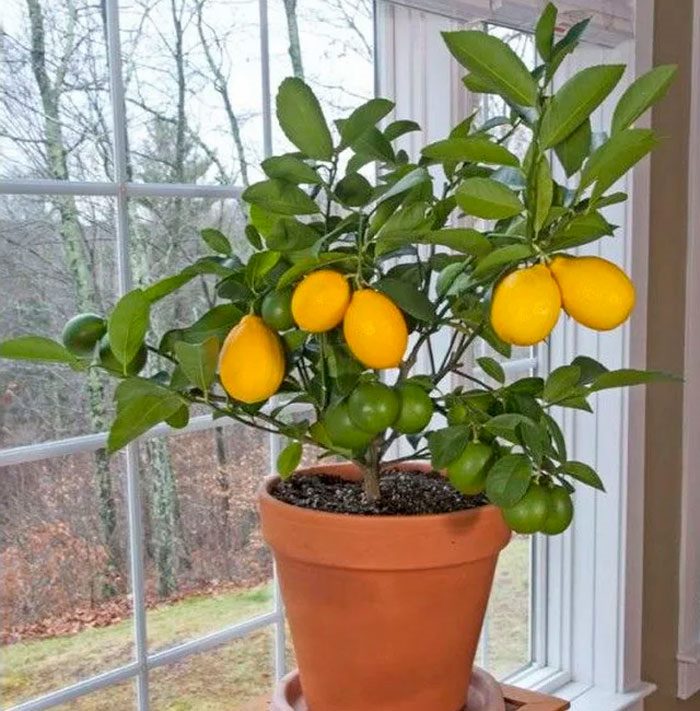 Лимонное дерево: (ТОП-75 фото), уход и выращивание в домашних условиях #9