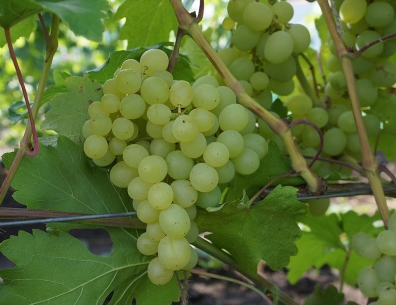 ТОП-33 Самых вкусных сортов винограда 2023 (+фото и описание) #27