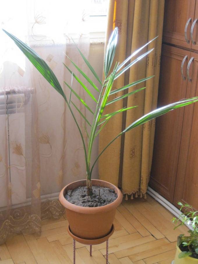 Финиковая пальма: ТОП-85 фото видов с описанием (как вырастить финик из косточки) #15
