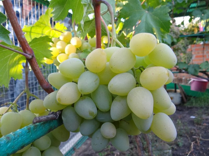 ТОП-33 Самых вкусных сортов винограда 2023 (+фото и описание) #28