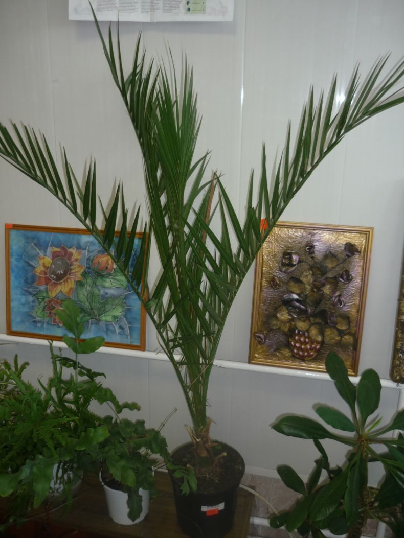 Финиковая пальма: ТОП-85 фото видов с описанием (как вырастить финик из косточки) #32