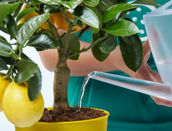 Лимонное дерево: (ТОП-75 фото), уход и выращивание в домашних условиях #10