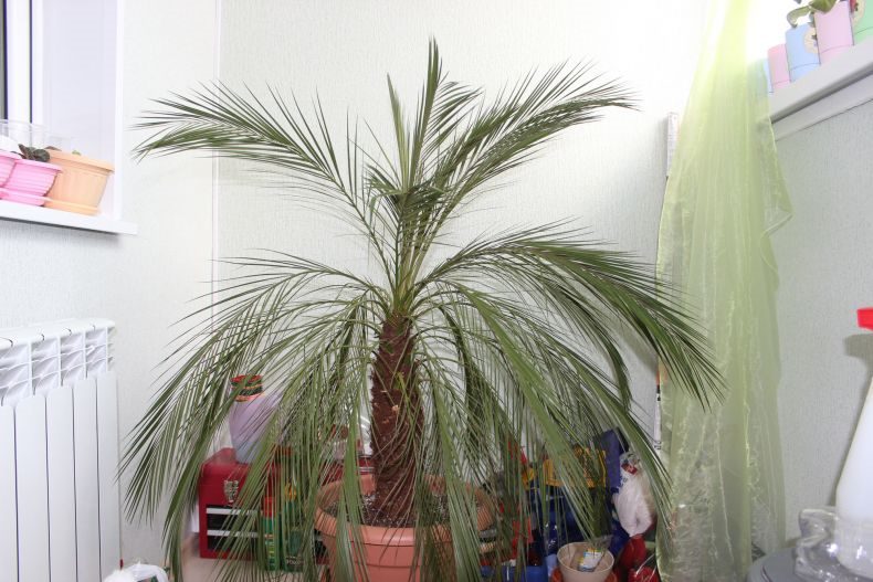 Финиковая пальма: ТОП-85 фото видов с описанием (как вырастить финик из косточки) #25