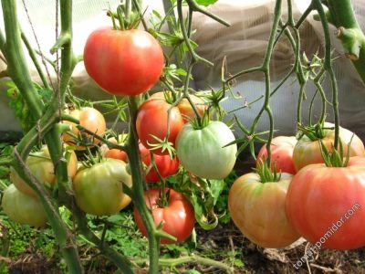 ТОП-25 лучших детерминантных сортов томатов (рейтинг на 2023 год) #23