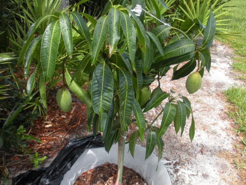 Как вырастить манго из косточки в домашних условиях (подробная инструкция) #1